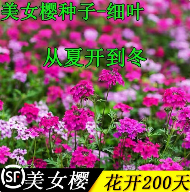 细叶美女樱种子籽芝樱花花种