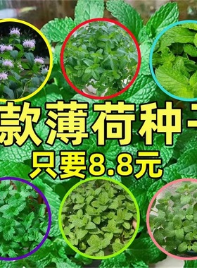 可食用薄荷种子驱蚊虫植物花草种子耐热花卉四季阳台盆栽薄荷种籽