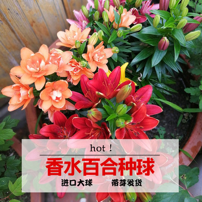 香水百合花种球重瓣带芽四