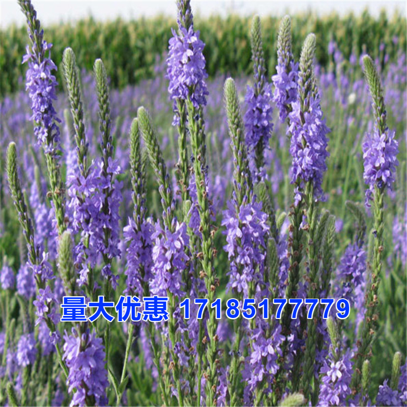 加拿大细叶美女樱种子多年宿根