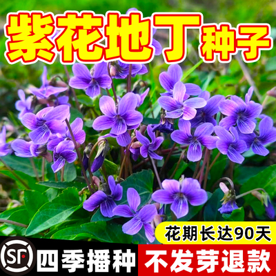 紫花地丁种子籽中药材四季