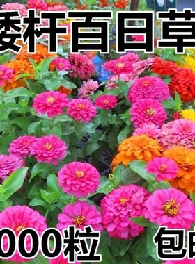 混色百日草花种矮杆花卉种孑四季开花百曰草花籽种子室外白日草种