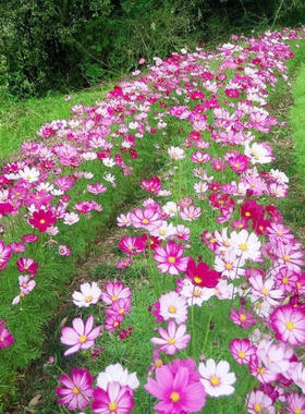 格桑花花种籽子七彩花籽一年四季室内播种种植庭院易活种子孑