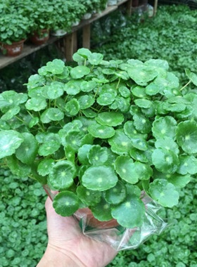 新品包邮铜钱草种子 马蹄金 金钱草 四季盆栽水培土培家庭阳台