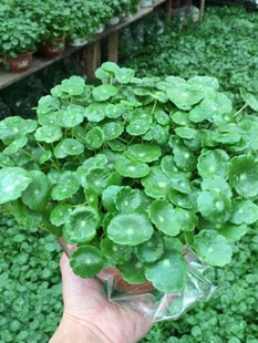新品包邮铜钱草种子 马蹄金 金钱草 四季盆栽水培土培家庭阳台