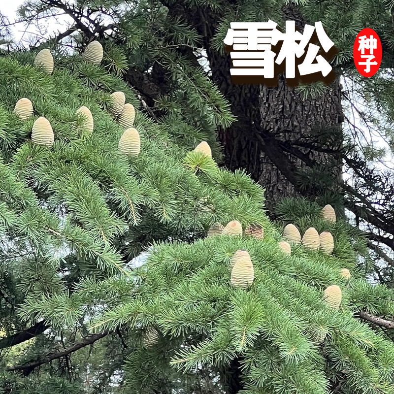 雪松新采种子黄山松迎客松