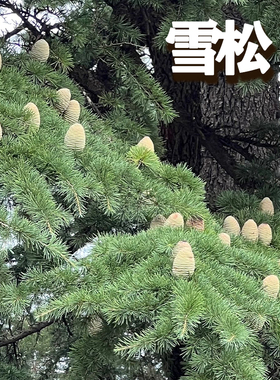 雪松新采种子 黄山松迎客松马尾松白皮松五针松黑松油松雪松种子