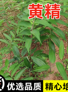新采九华山多花姜型黄精种子老虎姜形种籽500g甜黄精种植苗带皮