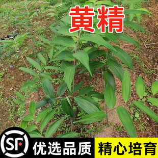 新采九华山多花姜型黄精种子老虎姜形种籽500g甜黄精种植苗带皮