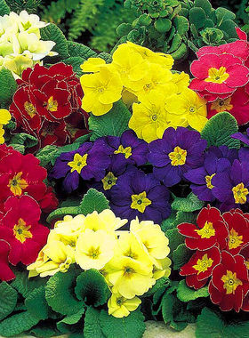 买一送一欧洲报春花100粒精品四季花卉盆栽花草四季樱草种子