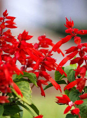 一串红种子高杆西洋红爆杖花种籽长花期花坛阳台室外易活耐热盆栽