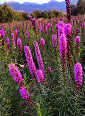 蛇鞭菊种子花镜植物麒麟菊花种 庭院室外多年生宿根耐寒草本花卉