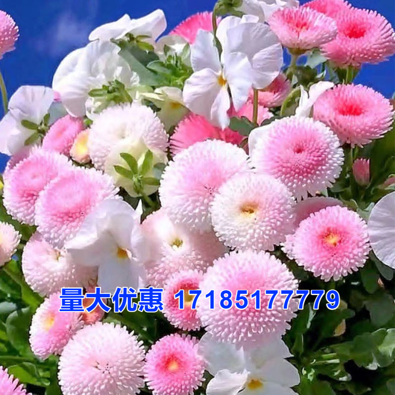 小雏菊花种子花种籽子易活室内外