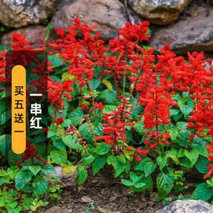 一串红种子炮仗红花籽莎莎串紫庭院阳台盆栽易种活春播春夏秋开花