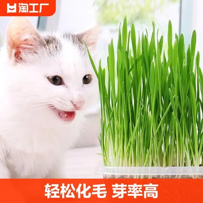 猫草盆栽种子非已好小麦零