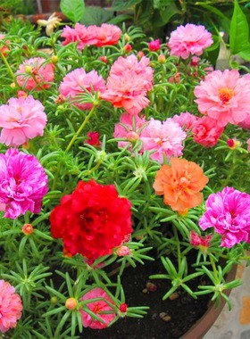 太阳花种子 大花马齿苋 四季易种室内阳台盆栽 花卉种子 花籽