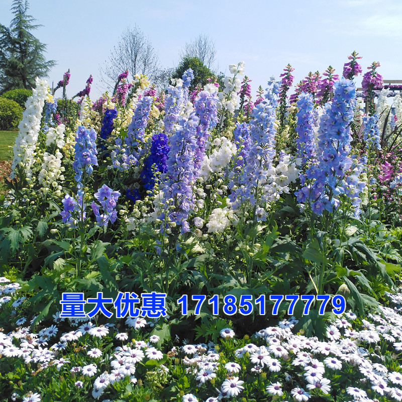 大花飞燕草庭院种籽子四季播开