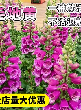 毛地黄种子多年生耐寒花卉春秋播易活盆栽庭院花境花种籽吊钟花子