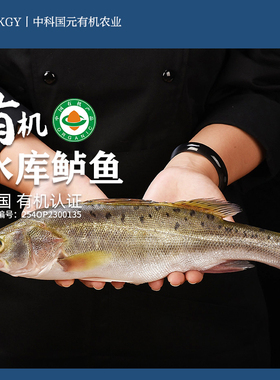 有机鲈鱼水库冷链新鲜冷冻顺丰包邮产地直发品质检测有机养殖认证