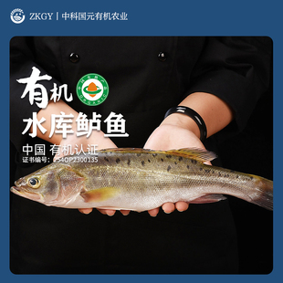 有机鲈鱼水库冷链新鲜冷冻顺丰包邮产地直发品质检测有机养殖认证