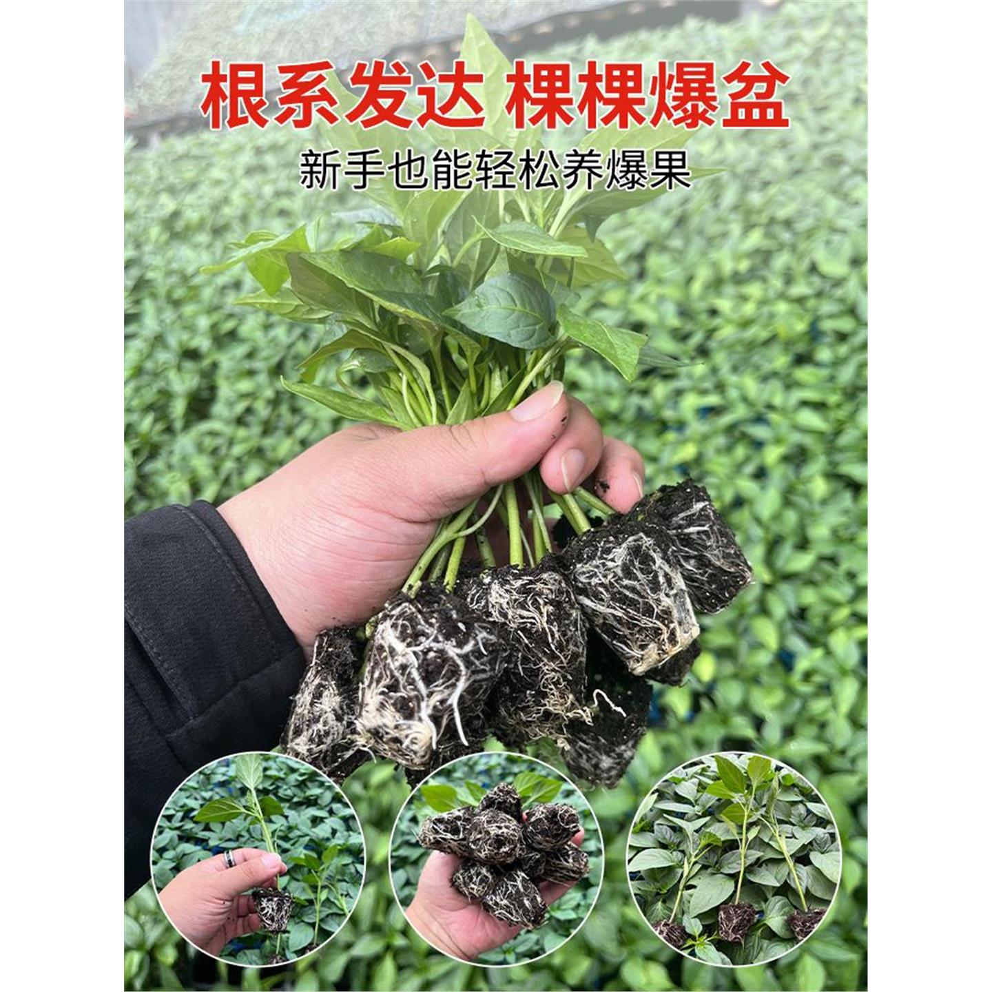 辣椒种苗大全四季朝天树小