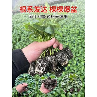 辣椒种苗大全四季朝天椒树苗小米椒七彩薄皮椒螺丝椒秧苗种子盆栽