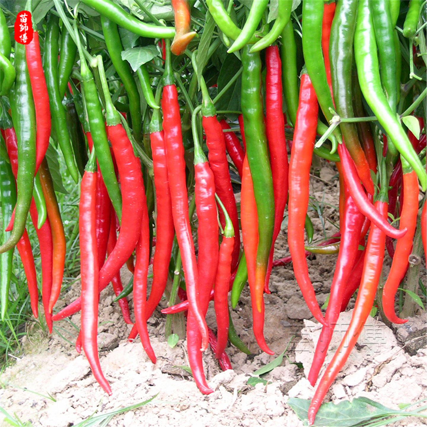 线椒辣种子籽黄二荆条早熟