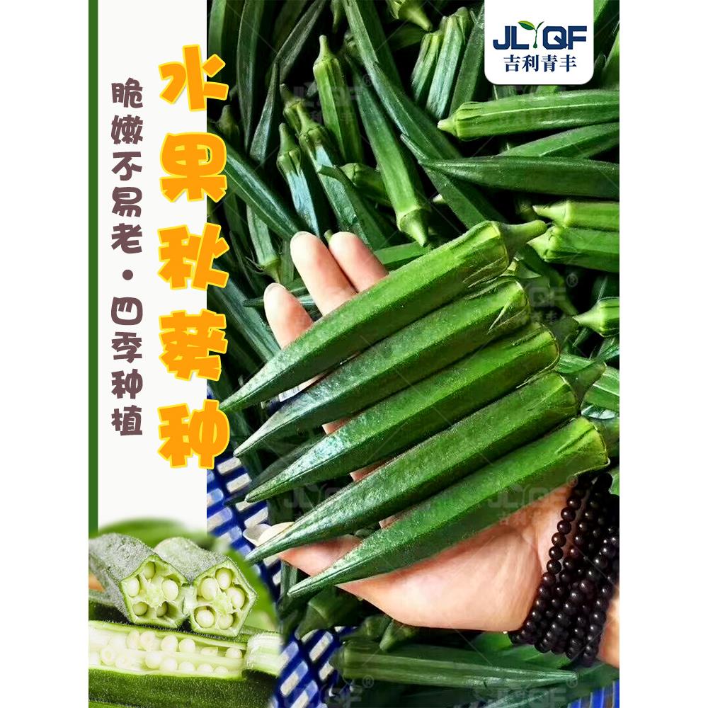 黄秋葵种孑早熟高产水果红