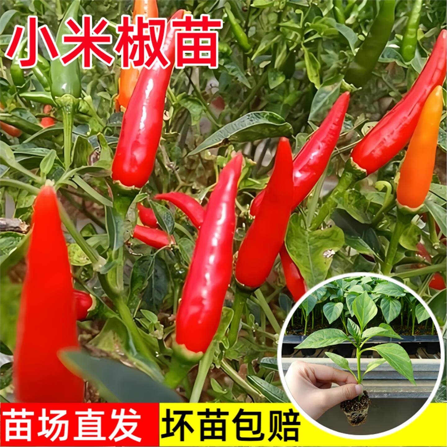 小米辣椒苗秧四季高产朝天