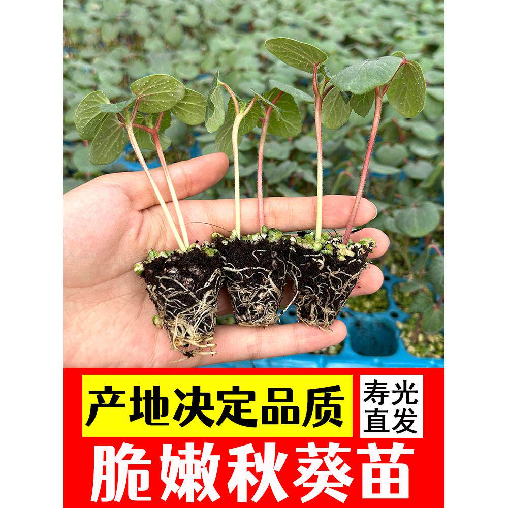 黄秋葵种苗大全绿春季四农