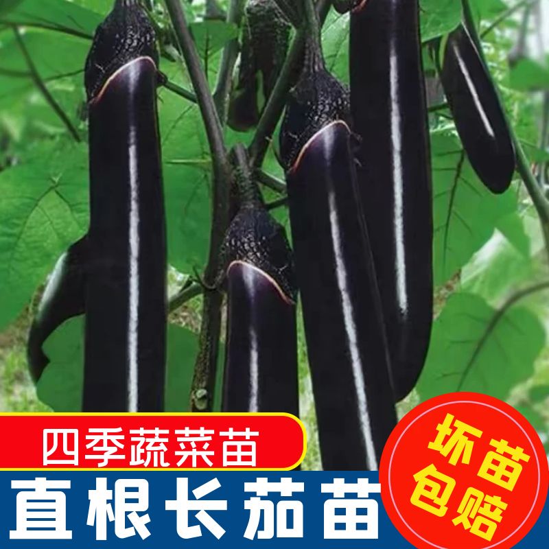 长茄子种籽种子苗圆黑紫色长茄带土茄苗四季秧苗蔬菜孑秧大全