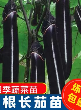 长茄子种籽种子苗圆黑紫色长茄带土茄苗四季秧苗蔬菜孑秧大全