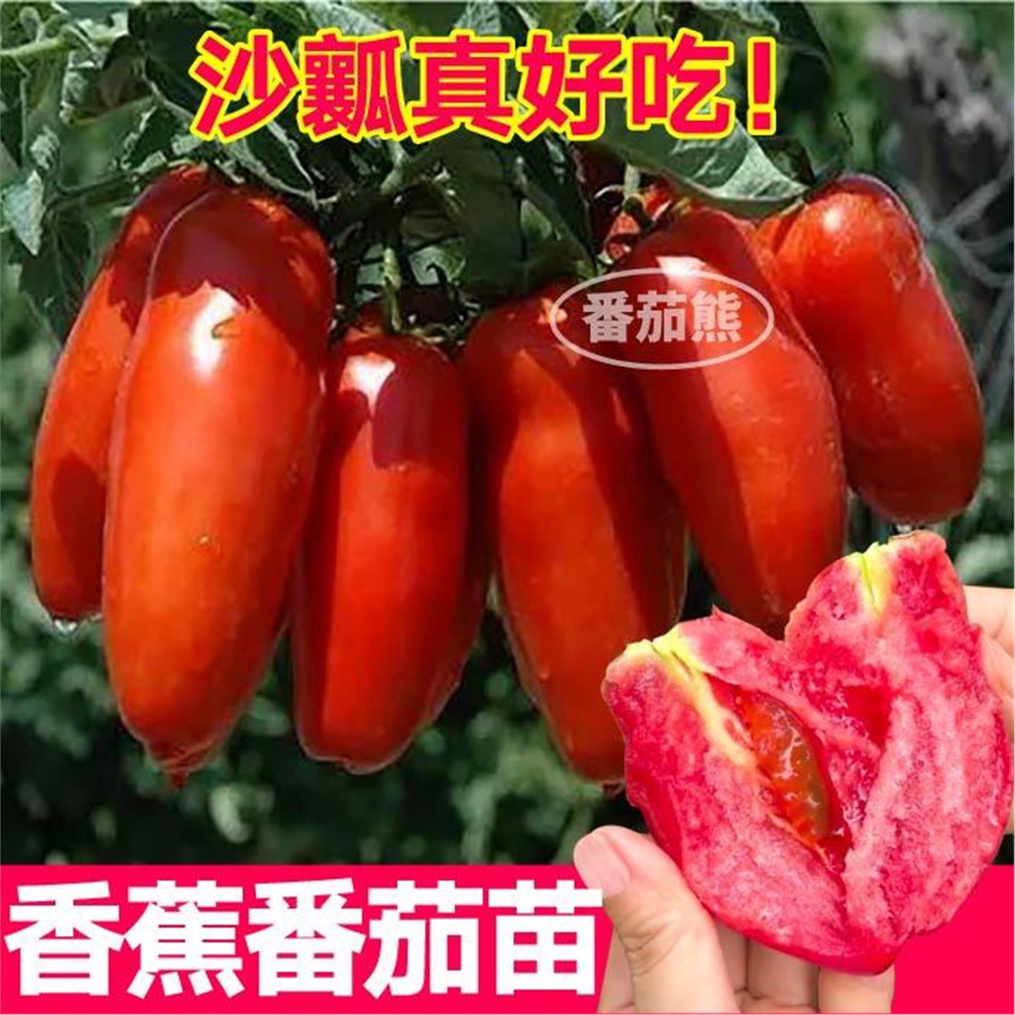 奶油香蕉水果番茄苗秧皮薄