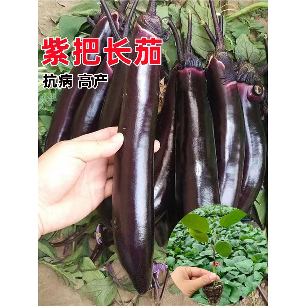 紫把长茄苗嫁接大龙子红线