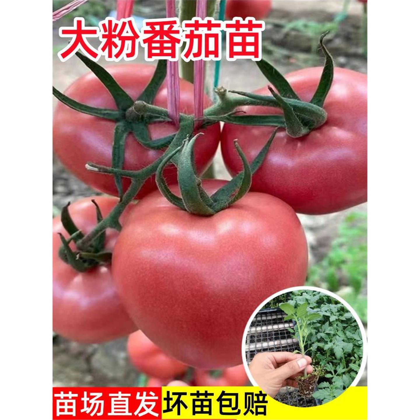柿子番茄四季抗病品种蔬菜