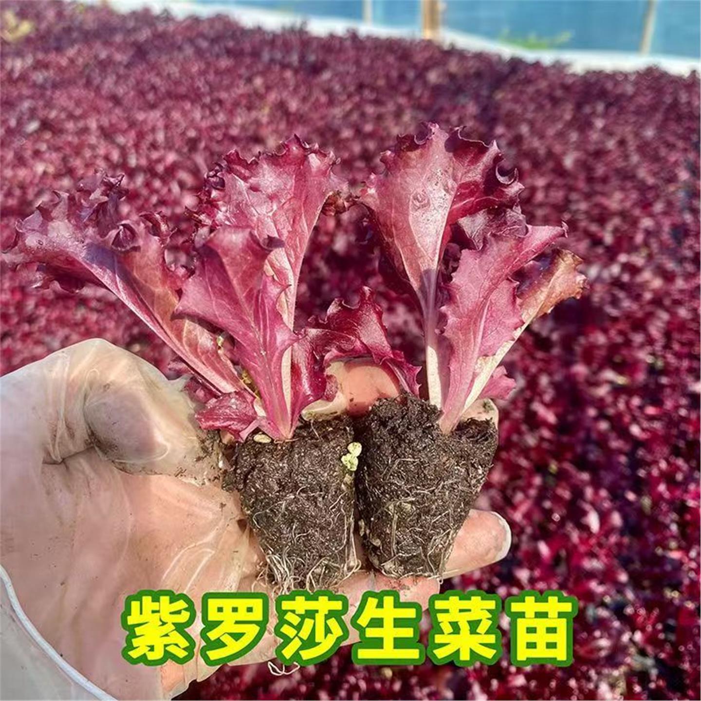 紫罗莎生菜苗秧带土球奶油