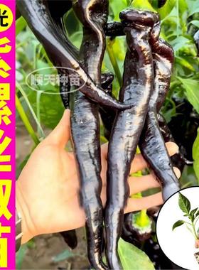 山东寿光紫螺丝椒苗秧紫黑色陇椒辣椒种子四季阳台黑妃朝天椒杭椒