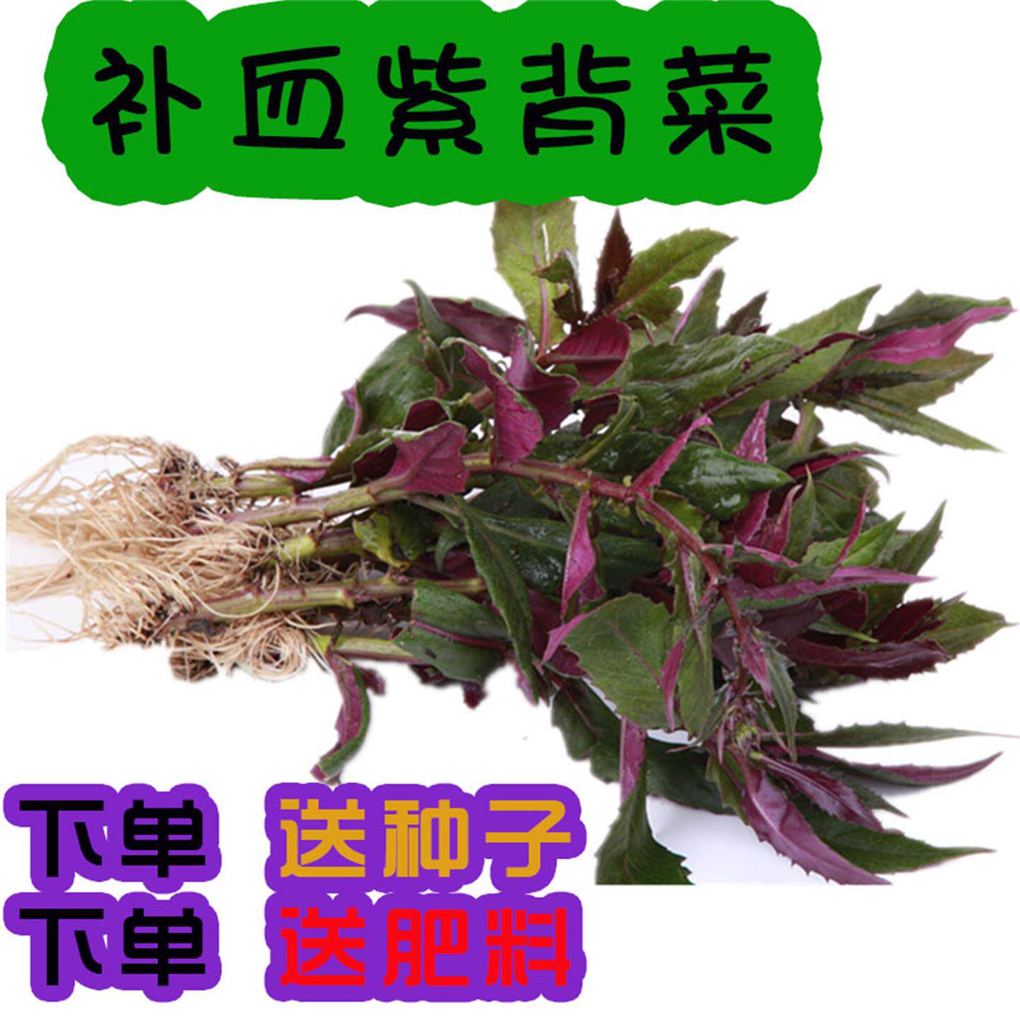 紫背菜苗子四季蔬种观音血