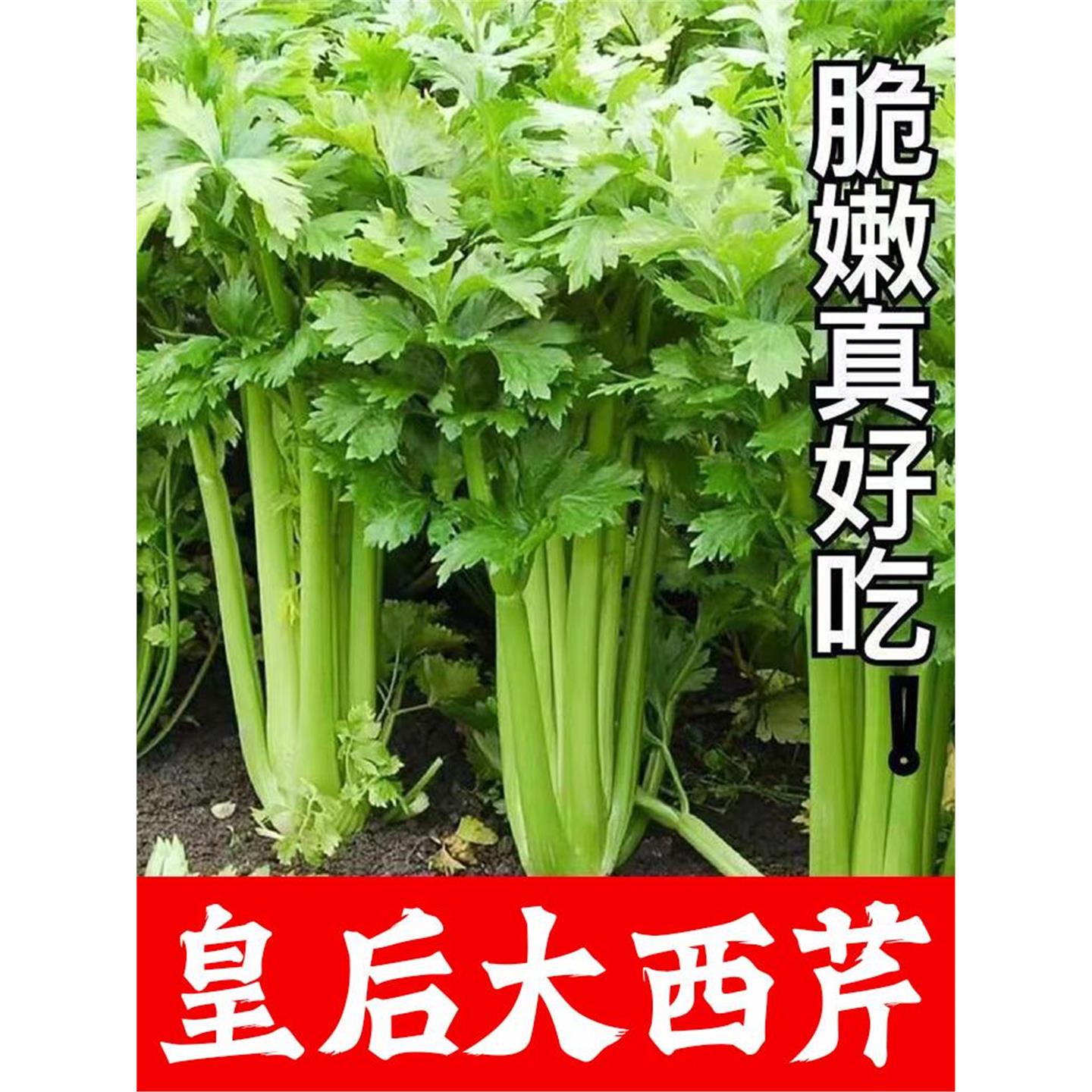 皇后芹菜苗西香种籽四季春
