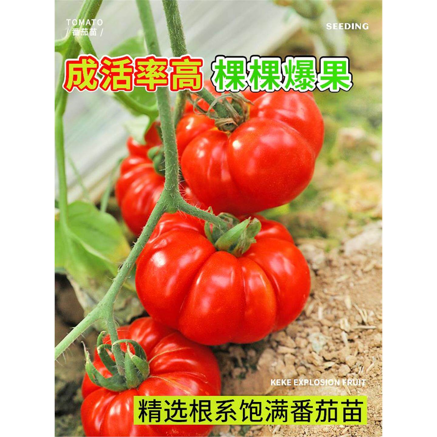 沙瓤超甜马蹄番茄苗秧带土