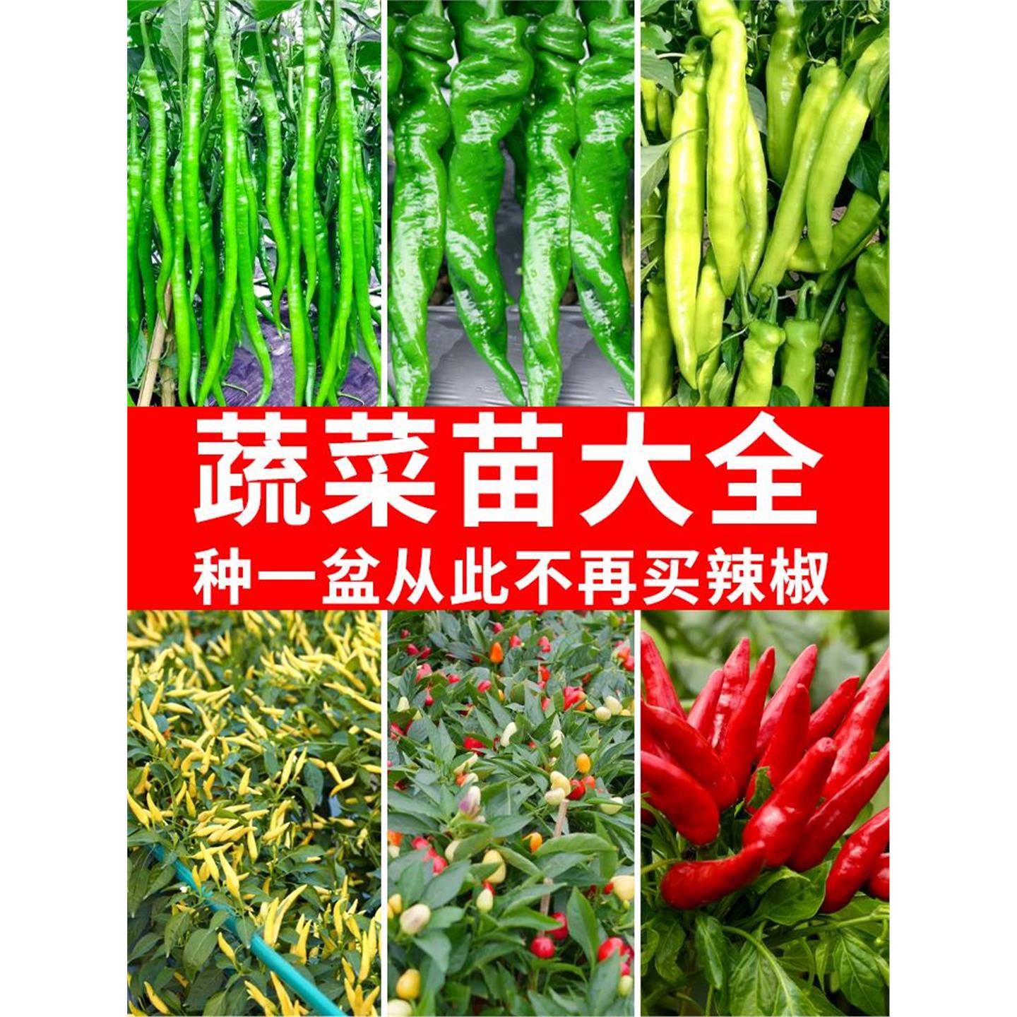 小米辣椒苗带土秧彩朝天种