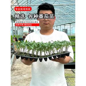 可混装番茄苗果大红毛粉千