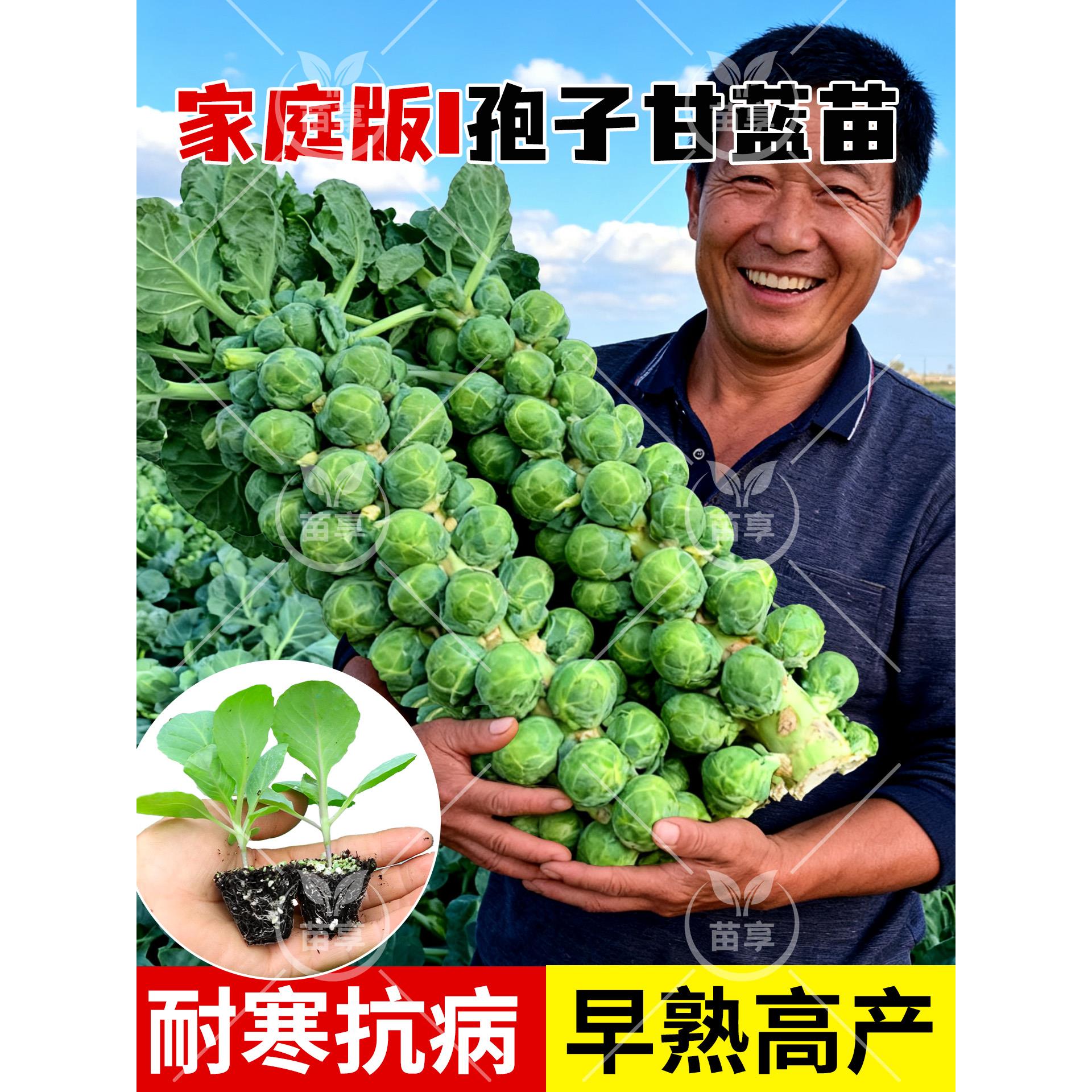 孢子甘蓝苗秧迷你食用小包
