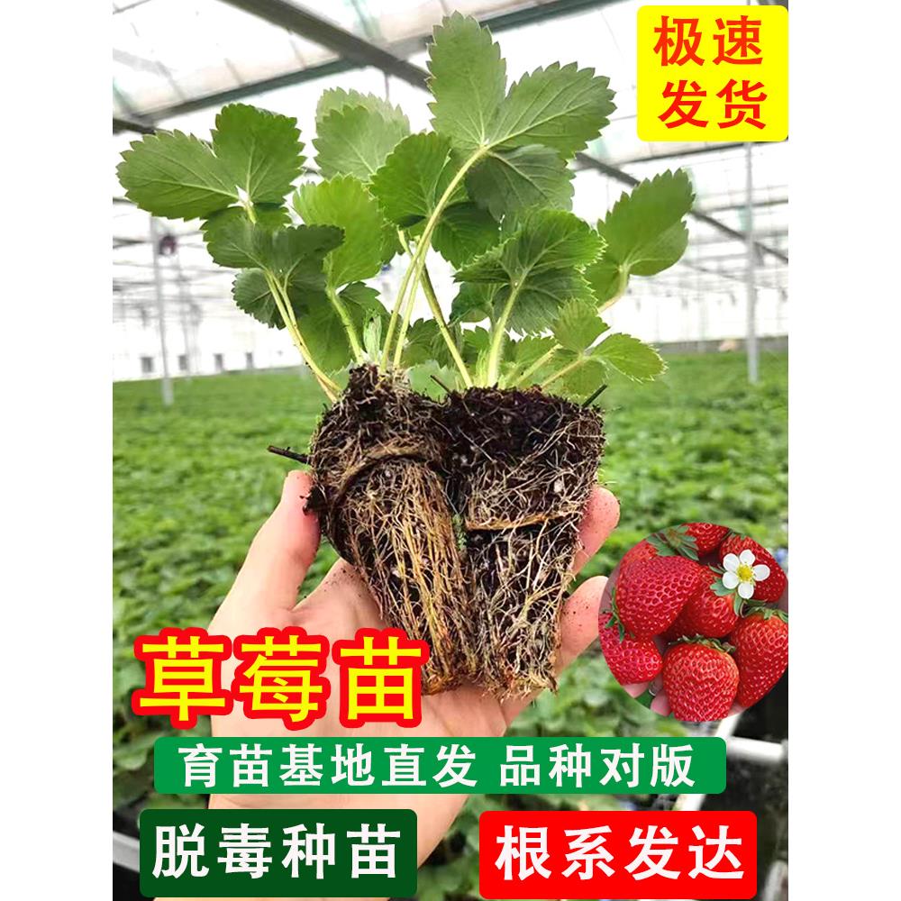 草莓苗四季盆栽食用奶油隋