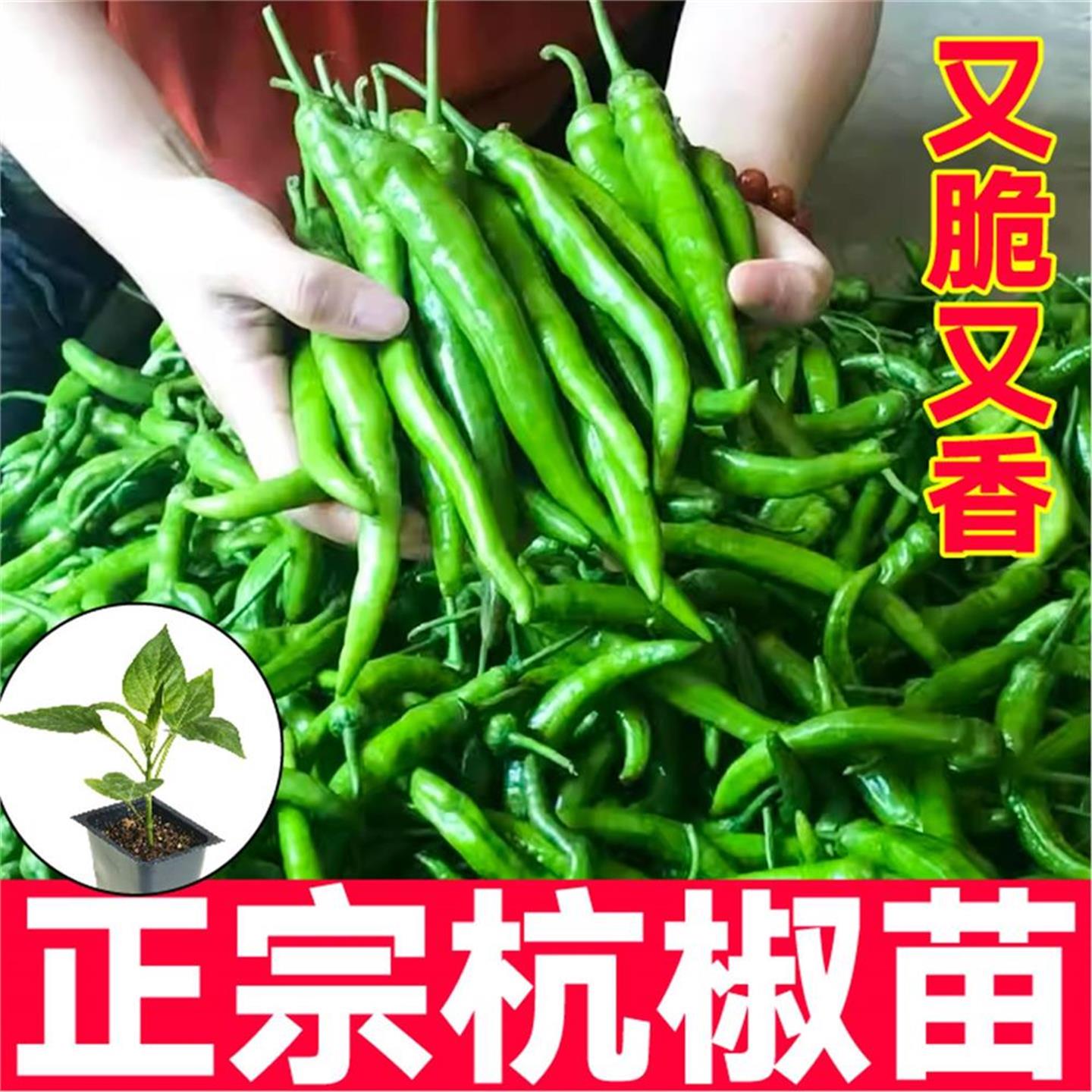 又香辣正宗杭椒秧苗带土线