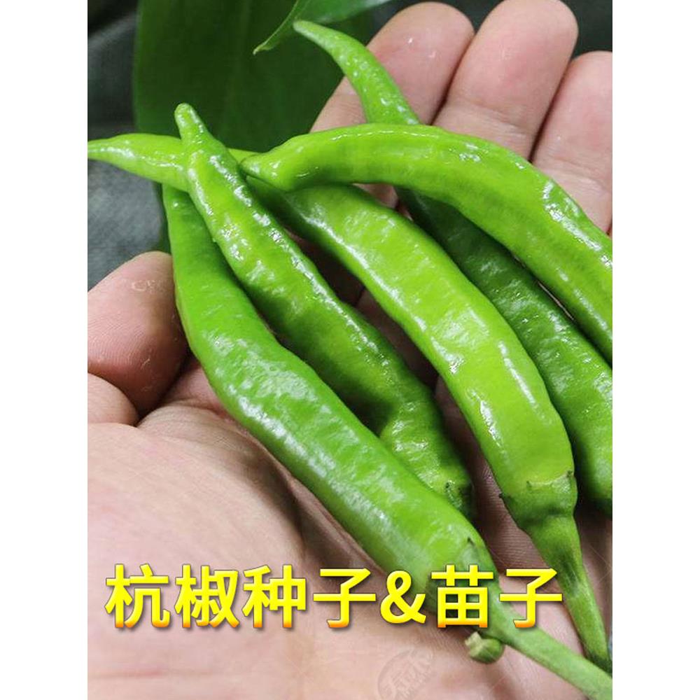 杭椒种籽苗秧辣子四季特南