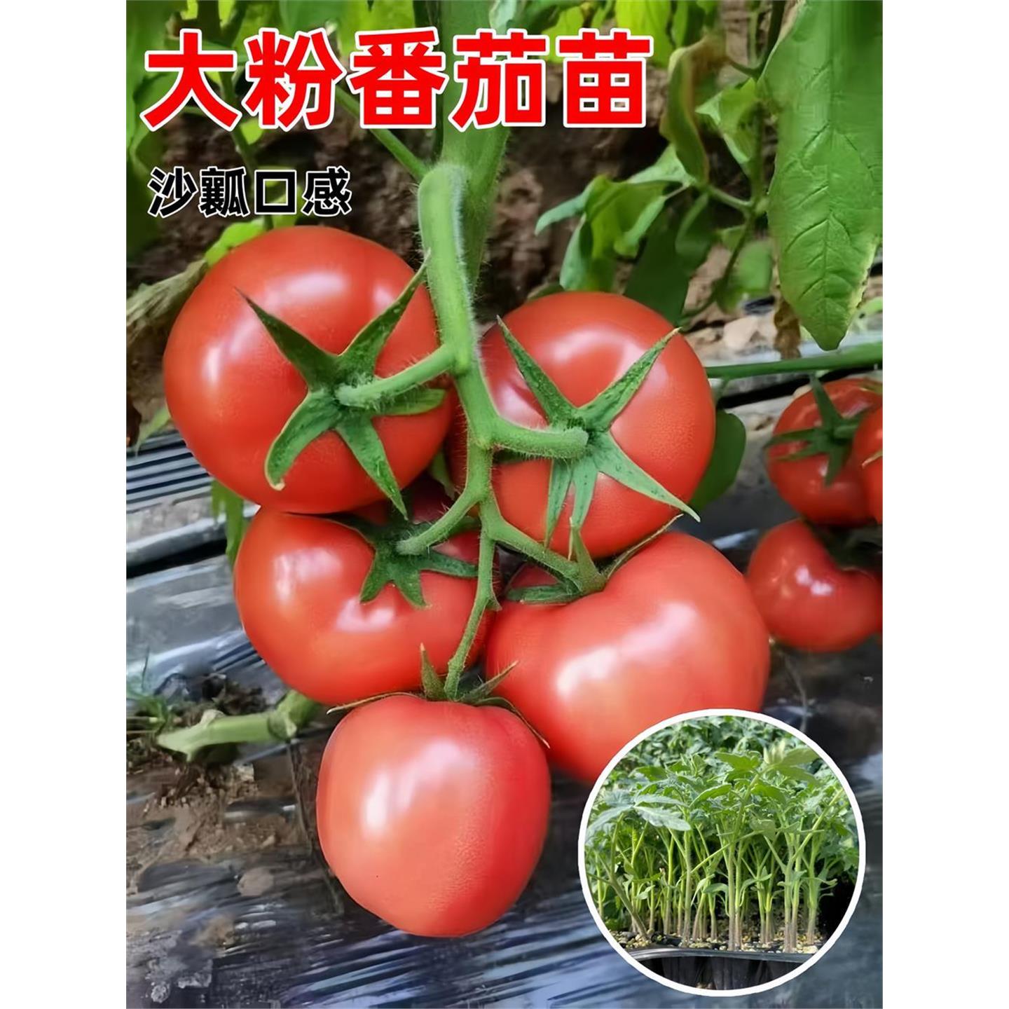 老品种大粉番茄苗秧沙瓤西