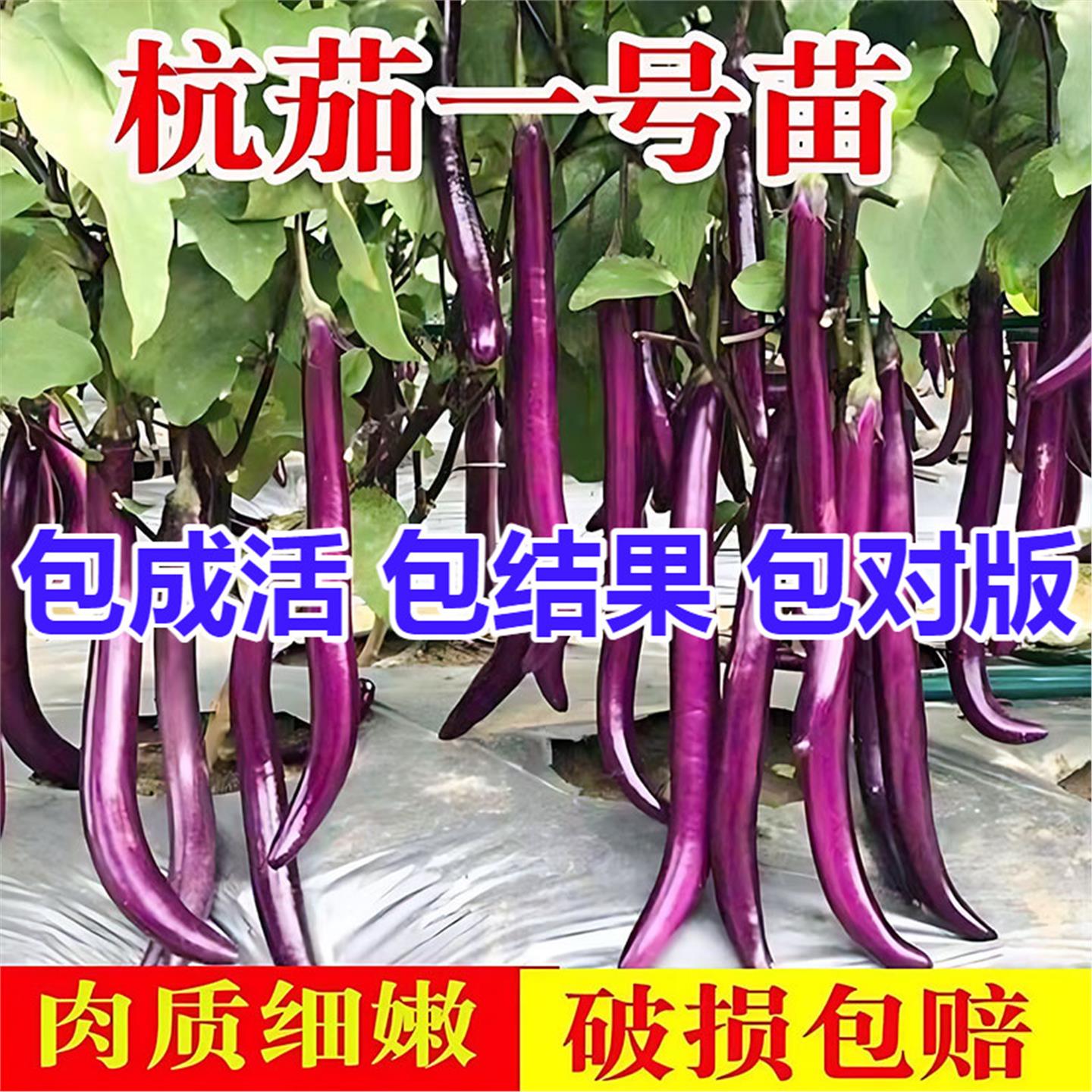 杭茄苗紫线一号长蔬菜种籽