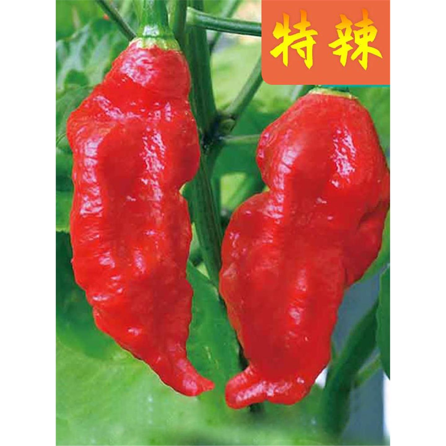 特辣印度魔鬼椒种子籽苗孑