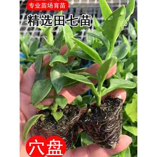 田七种苗四季种植室内盆栽天然营养可食用阳台栽种正宗田七蔬菜苗